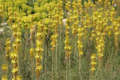 pianeta-rurale-piante-e-fiori-149