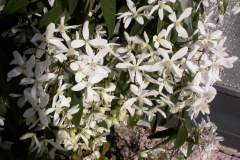 pianeta-rurale-piante-e-fiori-56