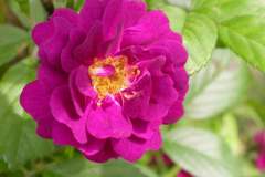 pianeta-rurale-piante-e-fiori-91